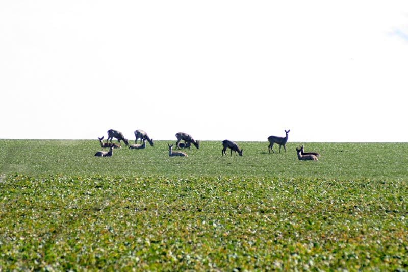 Killikus&reg; Fotographie