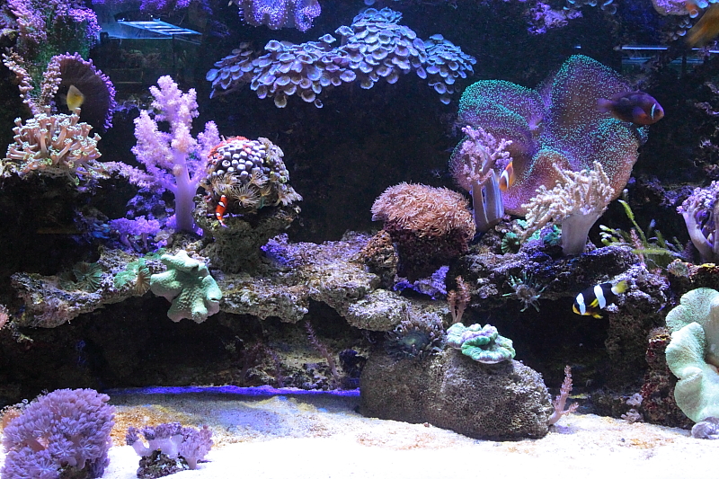 Killikus&reg; Fotographie