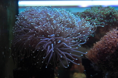 Killikus&reg; Fotographie