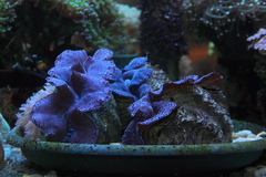 Killikus&reg; Fotographie