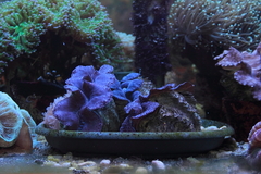 Killikus&reg; Fotographie