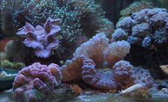 Killikus&reg; Fotographie