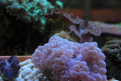 Killikus&reg; Fotographie