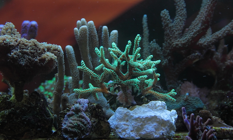 Killikus® Fotographie Killikus® Fotographie