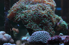 Killikus&reg; Fotographie