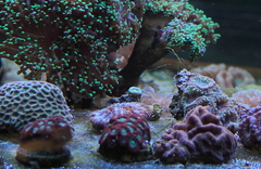 Killikus&reg; Fotographie