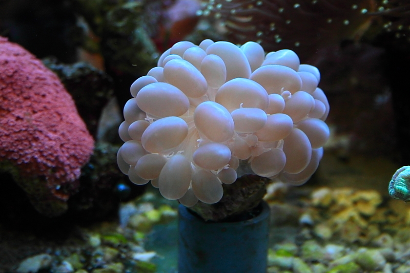 Killikus® Fotographie Killikus® Fotographie