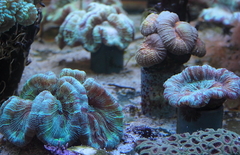 Killikus&reg; Fotographie