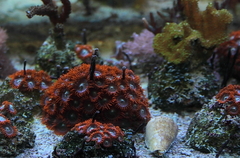 Killikus&reg; Fotographie