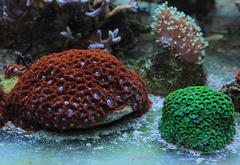 Killikus&reg; Fotographie