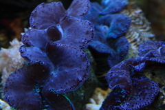 Killikus&reg; Fotographie