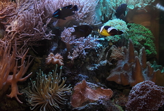 Killikus&reg; Fotographie