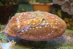 Killikus&reg; Fotographie