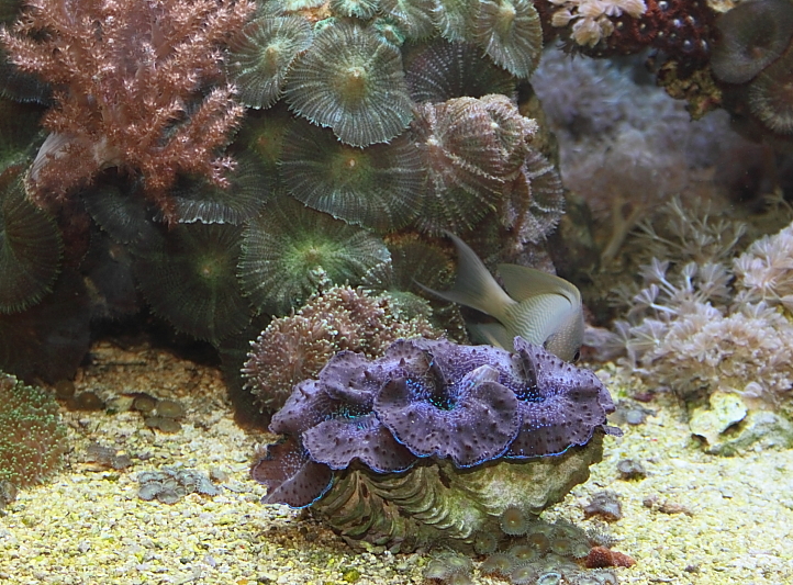 Killikus&reg; Fotographie