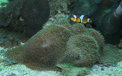 Killikus&reg; Fotographie