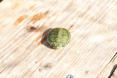 Killikus&reg; Fotographie