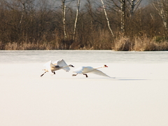 Killikus&reg; Fotographie