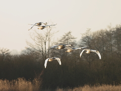 Killikus&reg; Fotographie