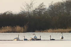 Killikus&reg; Fotographie