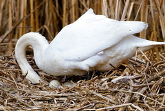 Killikus&reg; Fotographie