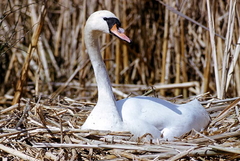 Killikus&reg; Fotographie