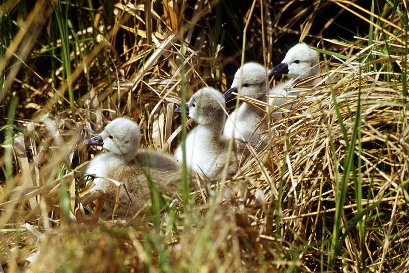 Killikus® Fotographie Killikus® Fotographie