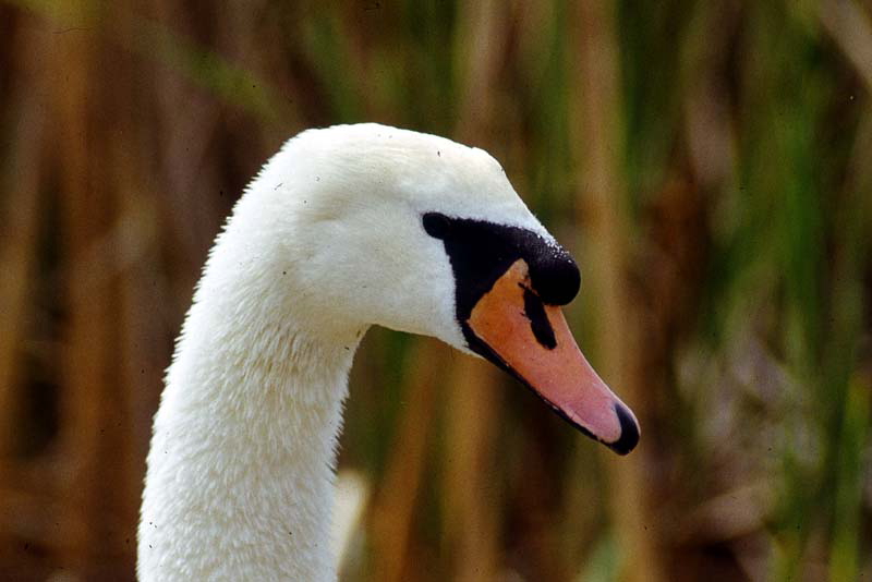 Killikus&reg; Fotographie