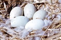 Killikus&reg; Fotographie