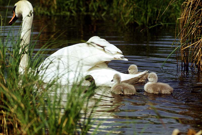 Killikus® Fotographie Killikus® Fotographie