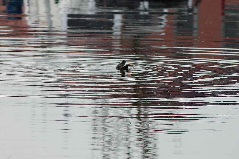 Killikus® Fotographie Killikus® Fotographie