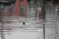 Killikus&reg; Fotographie