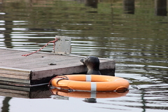 Killikus&reg; Fotographie