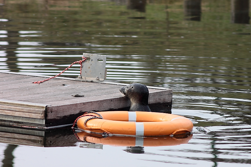 Killikus&reg; Fotographie