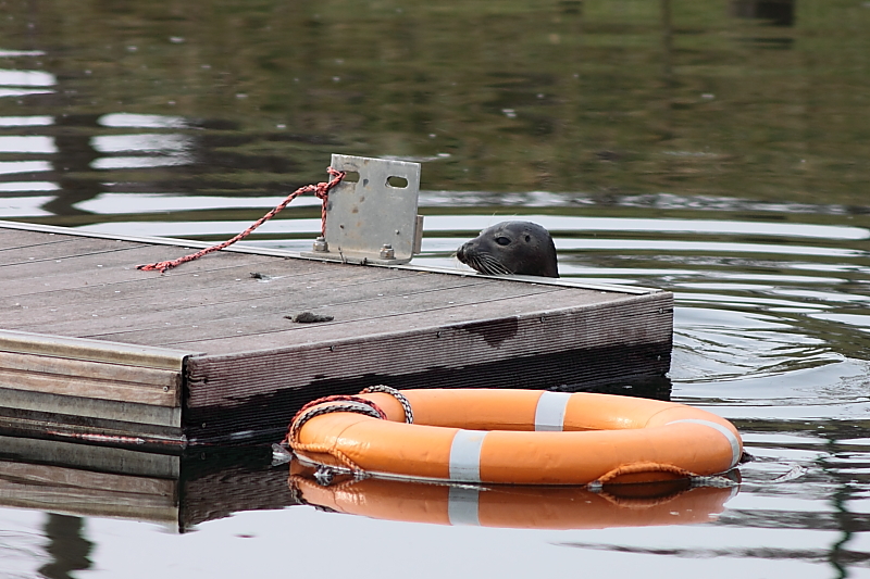 Killikus® Fotographie Killikus® Fotographie