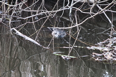 Killikus&reg; Fotographie