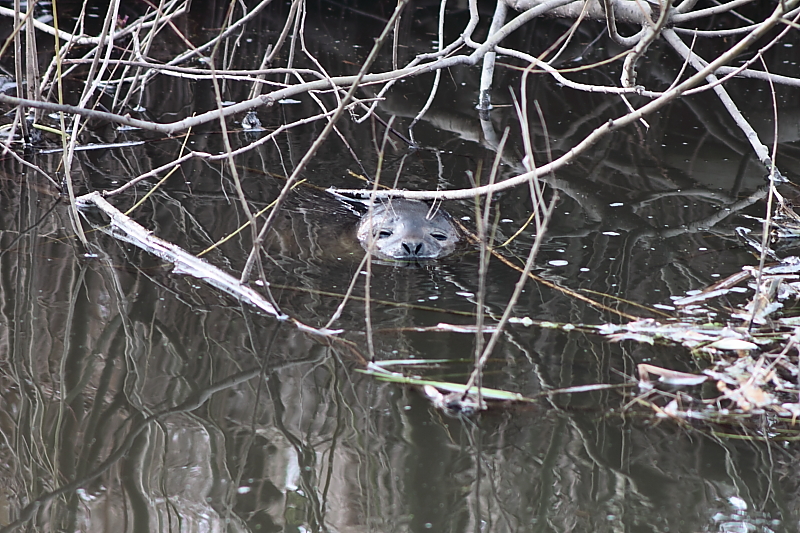 Killikus® Fotographie Killikus® Fotographie