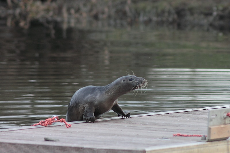 Killikus&reg; Fotographie