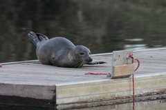 Killikus&reg; Fotographie