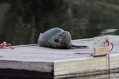 Killikus&reg; Fotographie