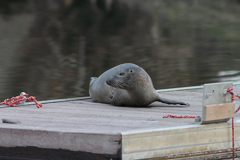 Killikus® Fotographie Killikus® Fotographie