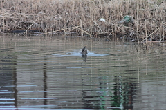 Killikus&reg; Fotographie