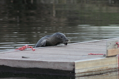 Killikus&reg; Fotographie