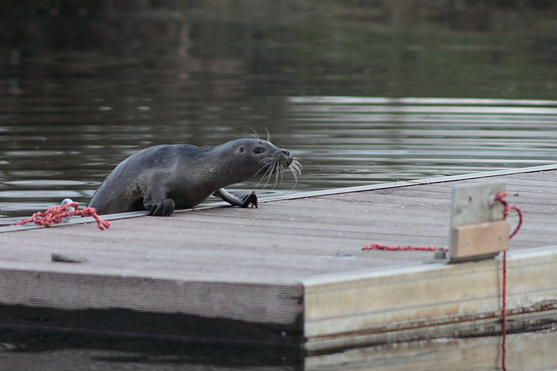 Killikus&reg; Fotographie