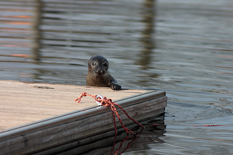 Killikus® Fotographie Killikus® Fotographie