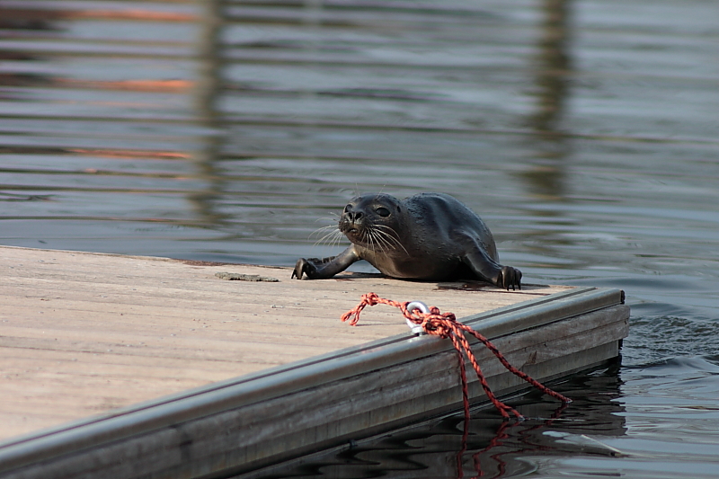 Killikus® Fotographie Killikus® Fotographie