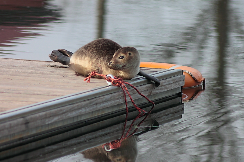 Killikus&reg; Fotographie