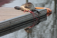 Killikus&reg; Fotographie