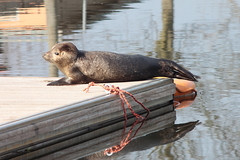 Killikus&reg; Fotographie