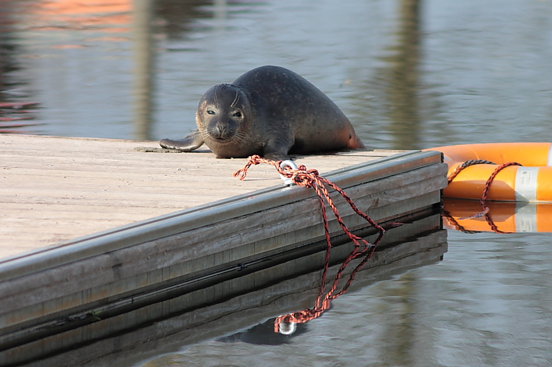 Killikus® Fotographie Killikus® Fotographie