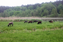 Killikus&reg; Fotographie